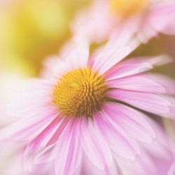 Dreamy Pink Coneflower 